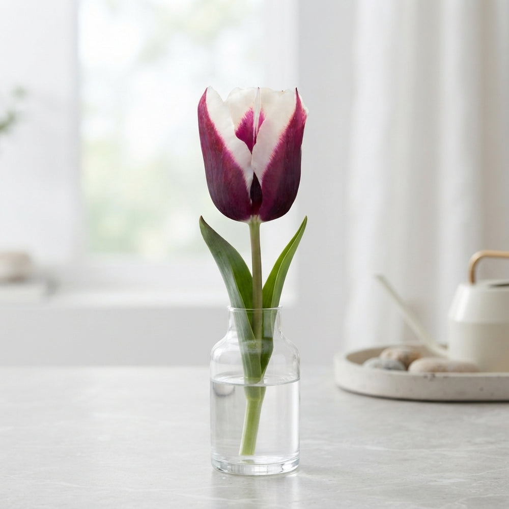 Tulip ‘Spitsbergen’ Triumph Bulbs – Size 12/+