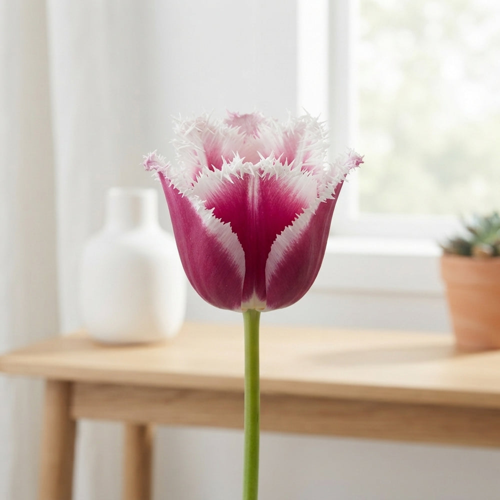 Fringed Tulip ‘Siesta’ Bulbs – 7 Bulbs
