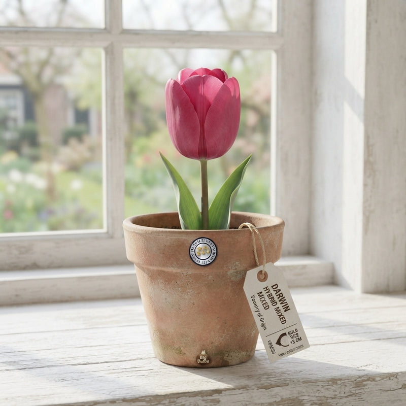 Mixed Darwin Hybrid Tulip Bulbs – 12cm+
