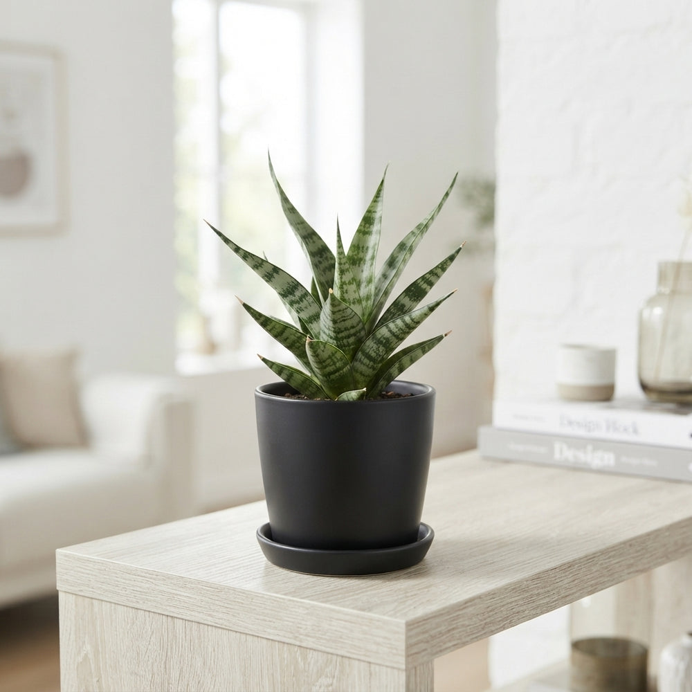 Small Sansevieria Houseplant – 7.5cm Pot