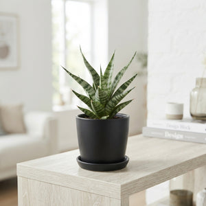 Small Sansevieria Houseplant – 7.5cm Pot