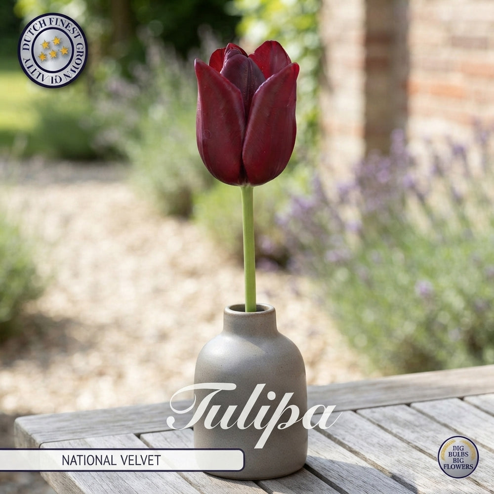 Tulip ‘National Velvet’ Triumph Bulbs – Pack of 7