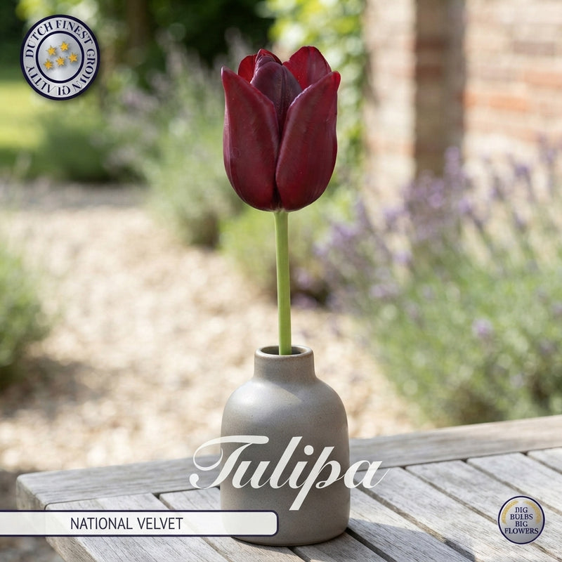 Tulip ‘National Velvet’ Triumph Bulbs – Pack of 7