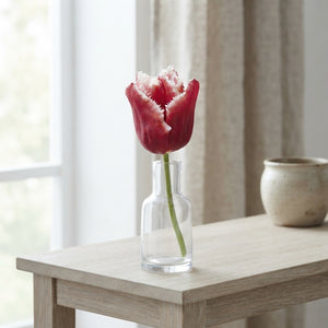 Fringed Tulip ‘Canasta’ Bulbs – 7 Bulbs