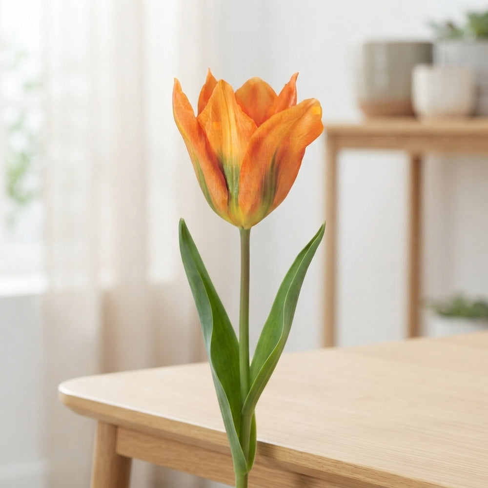 Orange Emperor Fosteriana Tulip Bulbs – 12cm Bulbs