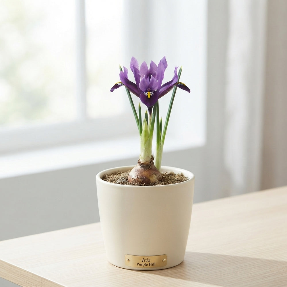 Iris reticulata ‘Purple Hill’ Flower Bulbs – 15 Bulbs
