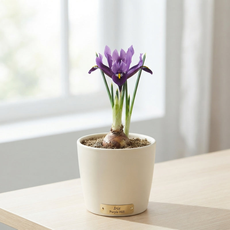 Iris reticulata ‘Purple Hill’ Flower Bulbs – 15 Bulbs