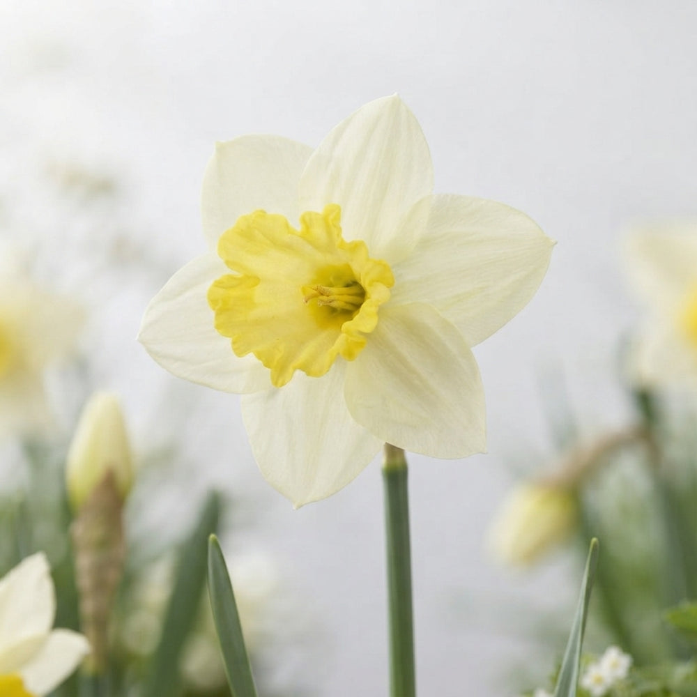 Narcissus ‘Ladea’ Daffodil Flower Bulbs – 5 Bulbs