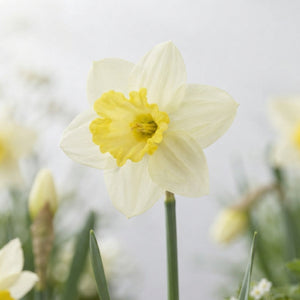Narcissus ‘Ladea’ Daffodil Flower Bulbs – 5 Bulbs