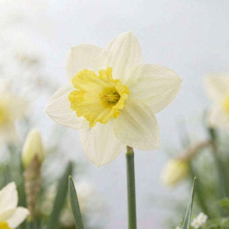Narcissus ‘Ladea’ Daffodil Flower Bulbs – 5 Bulbs