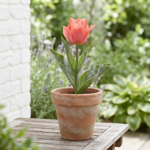 Tulipa greigii ‘Toronto’ Flower Bulbs – 12cm+