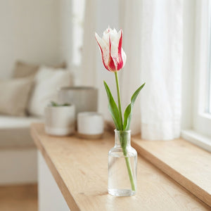 Tulip Lily-Flowering ‘Marilyn’ Bulbs – Size 12/+