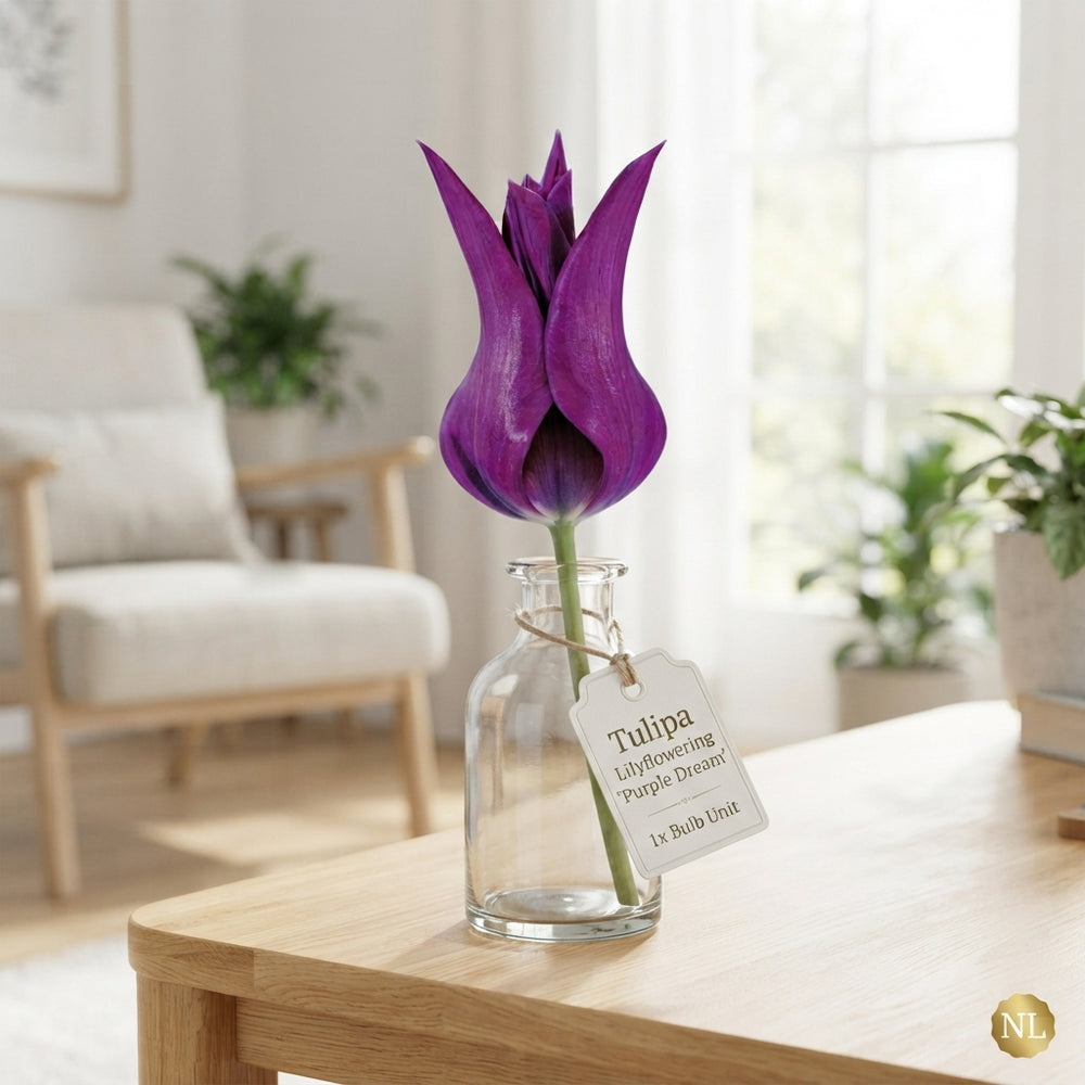 Tulipa ‘Lilyflowering Purple Dream’ Flower Bulbs – Size 12