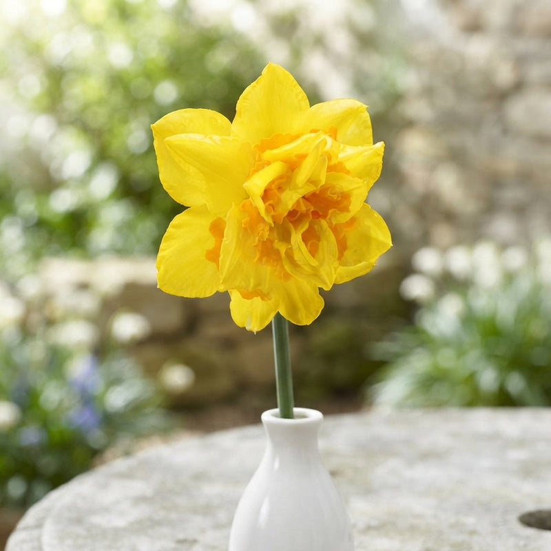 Narcissus ‘Dick Wilden’ Daffodil Bulbs – 14/16