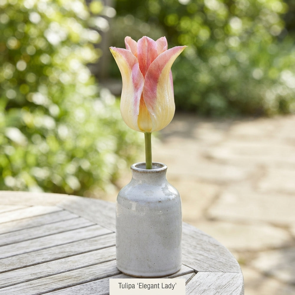 Tulipa ‘Elegant Lady’ Lily-Flowered Tulip Bulbs – 7 Pack