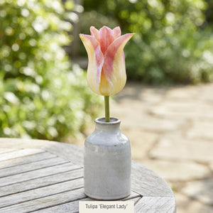Tulipa ‘Elegant Lady’ Lily-Flowered Tulip Bulbs – 7 Pack