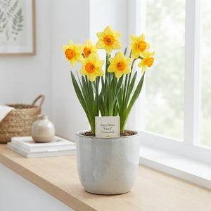 Narcissus ‘Suzy’ Daffodil Flower Bulbs – 5 Bulbs
