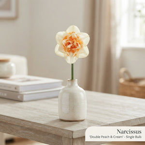 Double Mixed Narcissus Flower Bulbs – Size 14/16