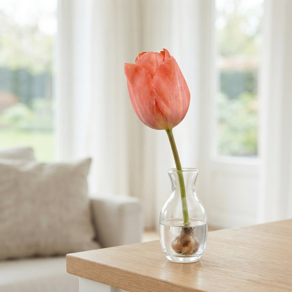 Tulip ‘Hans Brinker’ Flower Bulbs – 12/+ Bulbs