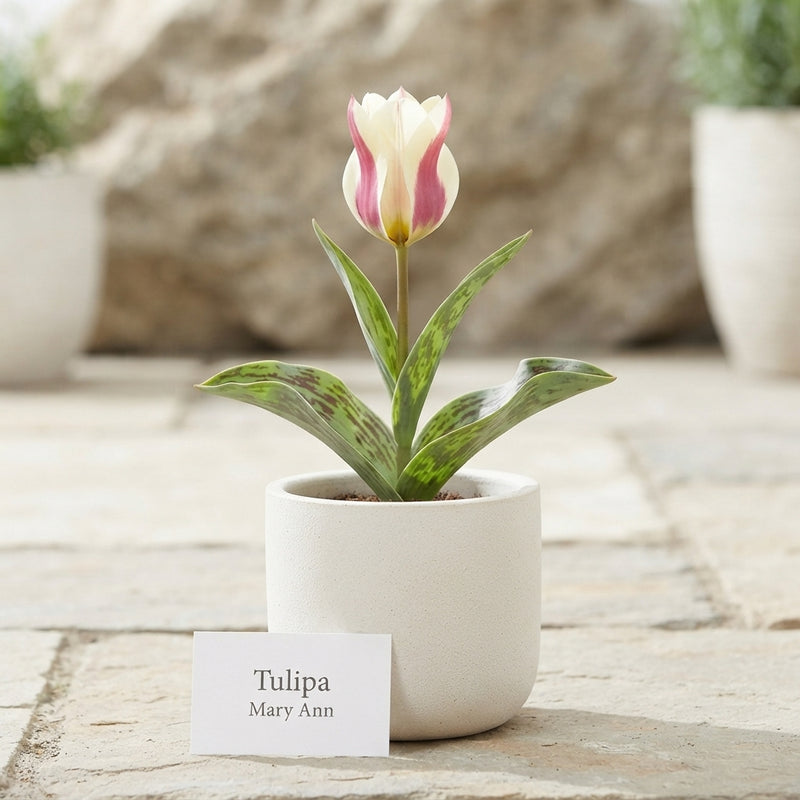 Tulipa Greigii ‘Mary Ann’ Tulip Bulbs – 12cm+