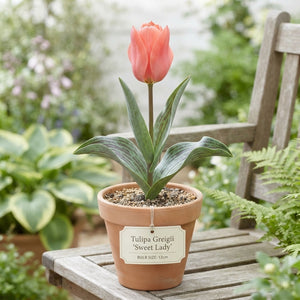 Tulipa Greigii ‘Sweet Lady’ Flower Bulbs – Pack of 7