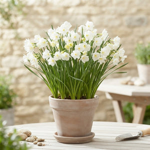 White Petticoat Narcissus Bulbs – 7 Bulbs