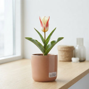 Tulipa kaufmanniana ‘Johan Strauss’ Tulip Bulbs