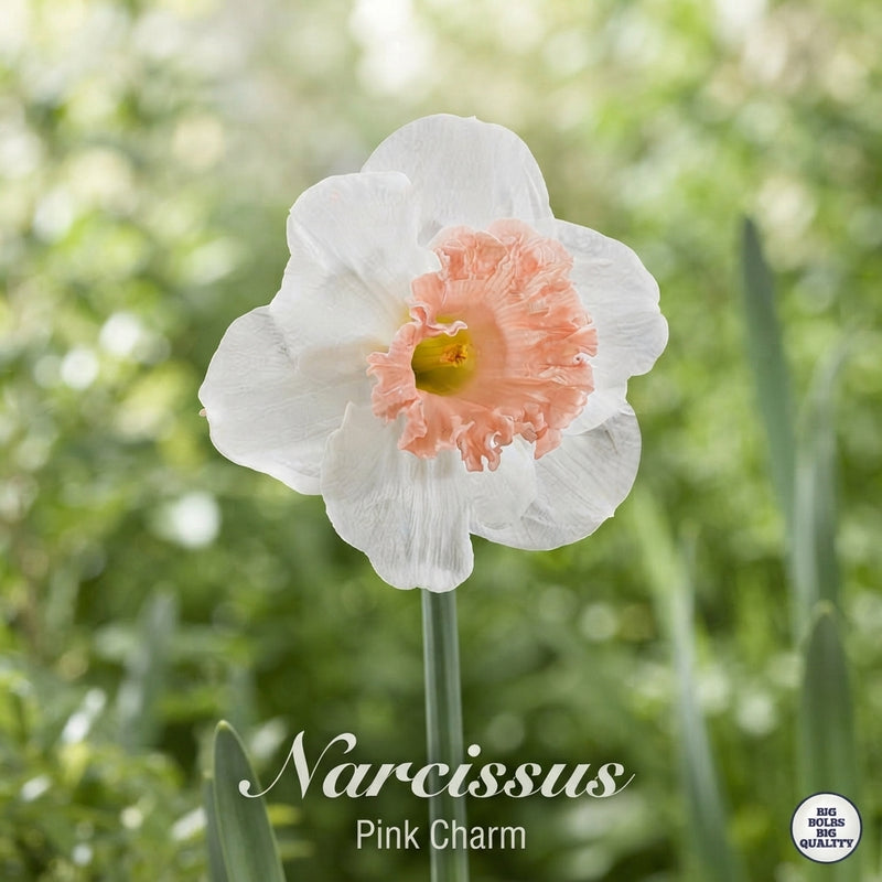 Narcissus ‘Pink Charm’ Daffodil Bulbs – Size 14/16