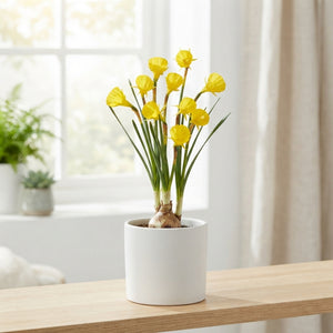 Narcissus Bulbocodium Hoop Petticoat Daffodil Bulbs – 8/10