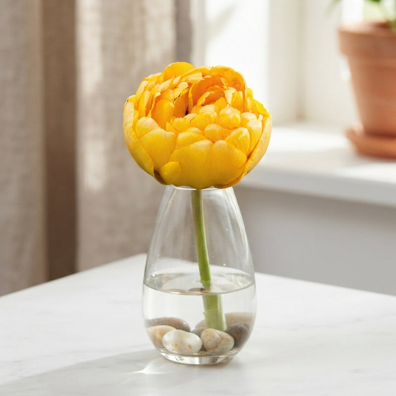 Yellow Pomponette Double Late Tulip Bulbs – 7 Bulbs