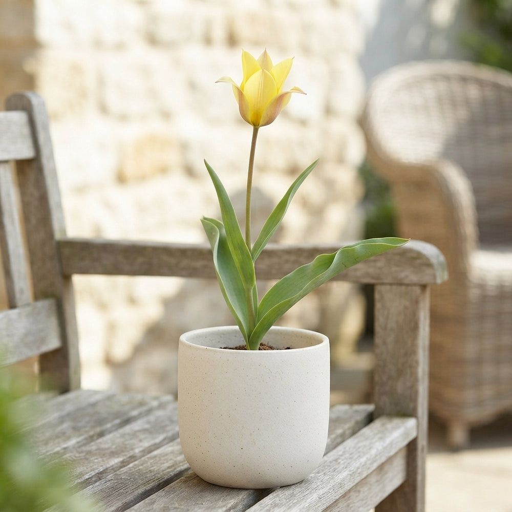 Species Tulip Bulbs (Tulipa sylvestris) – Size 6/7