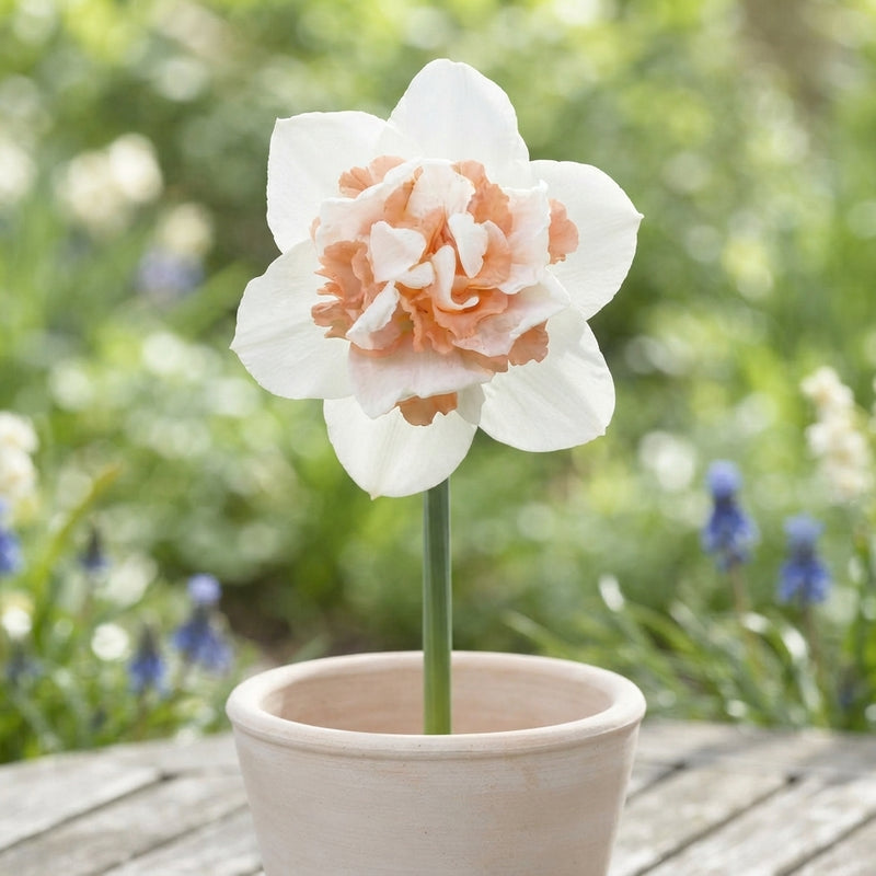 Double Narcissus ‘Replete’ Flower Bulbs – 14cm Bulbs