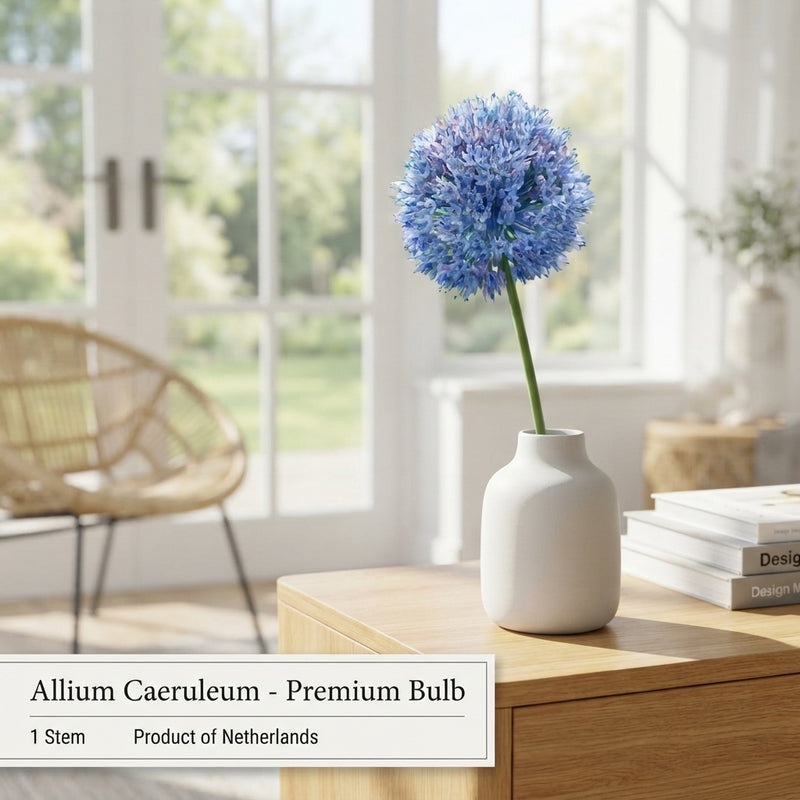 Blue Allium Caeruleum Flower Bulbs – 15 Bulbs