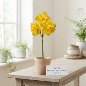 Narcissus ‘Yellow Cheerfulness’ Daffodil Bulbs – 5 Pack
