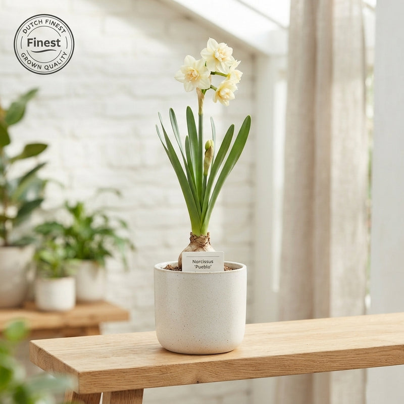 Narcissus ‘Pueblo’ Daffodil Bulbs – 7 Bulbs