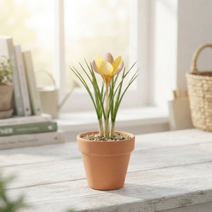 Crocus chrysanthus ‘Advance’ Flower Bulbs – 10 Bulbs