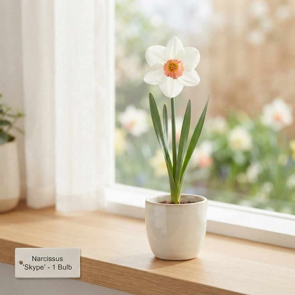 Narcissus ‘Skype’ Cyclamineus Daffodil Bulbs – Pack of 5
