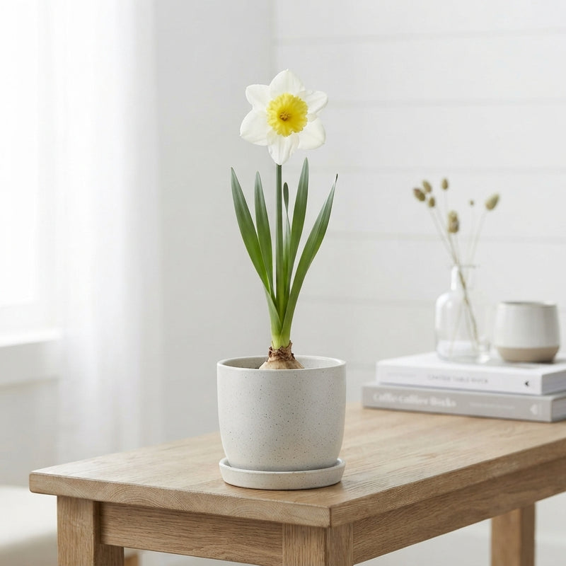 Narcissus 'Mainstreet' Daffodil Bulbs – 5 Bulbs