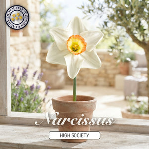 Narcissus ‘High Society’ Flower Bulbs – Pack of 5