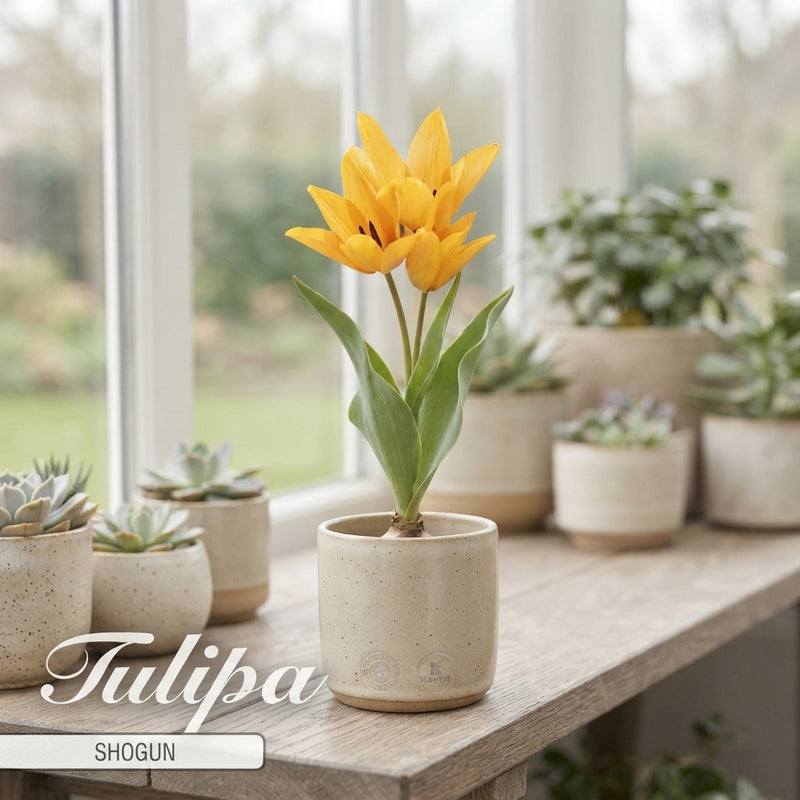 Tulipa praestans ‘Shogun’ Tulip Bulbs – Pack of 10