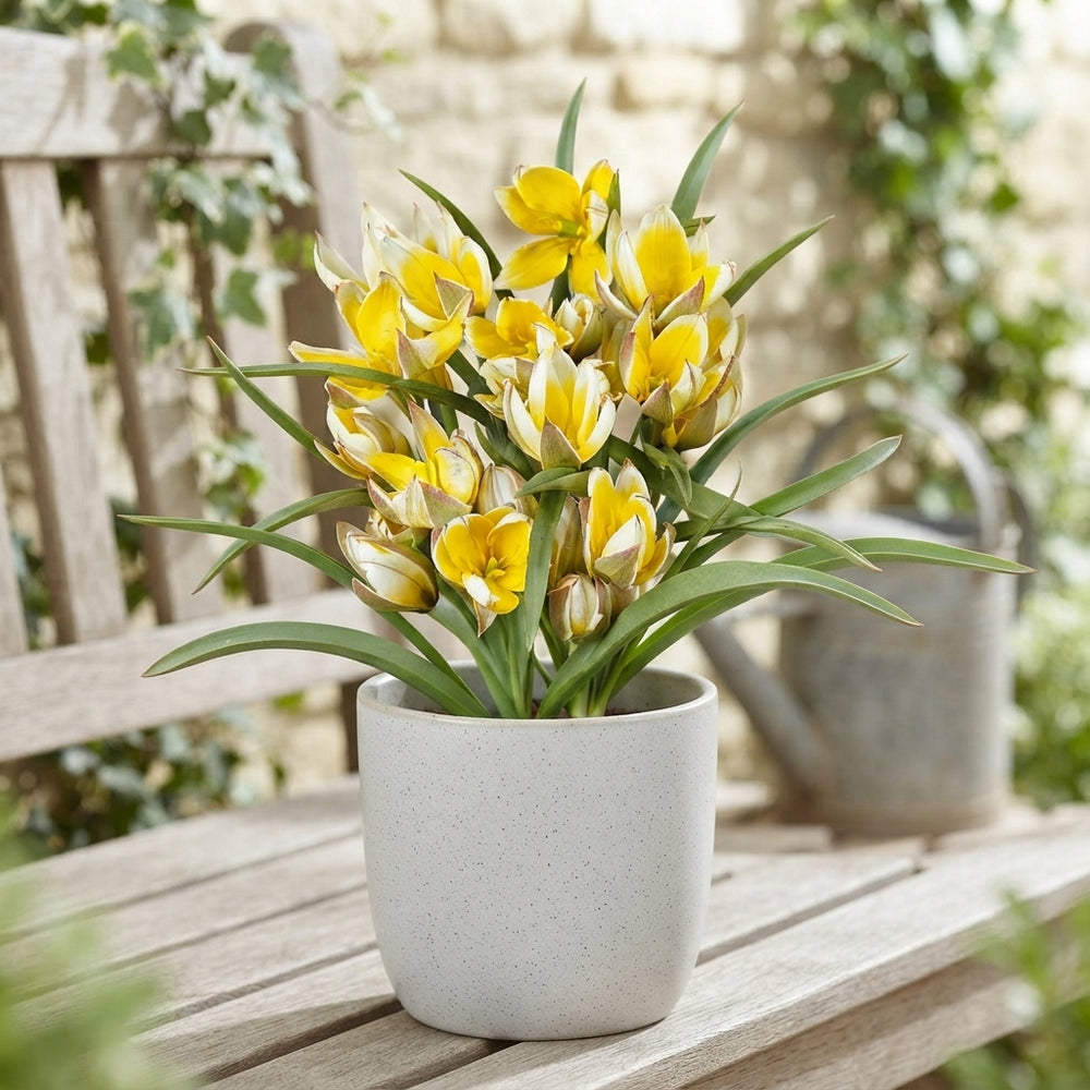 Tulipa tarda Species Tulip Bulbs – Pack of 10