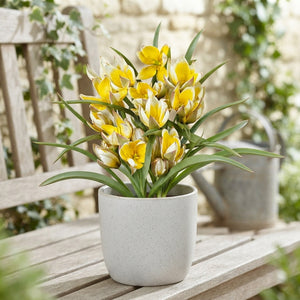 Tulipa tarda Species Tulip Bulbs – Pack of 10