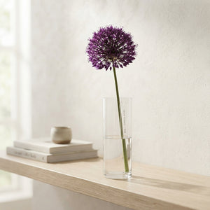 Mixed Allium Flower Bulbs – Pack of 5