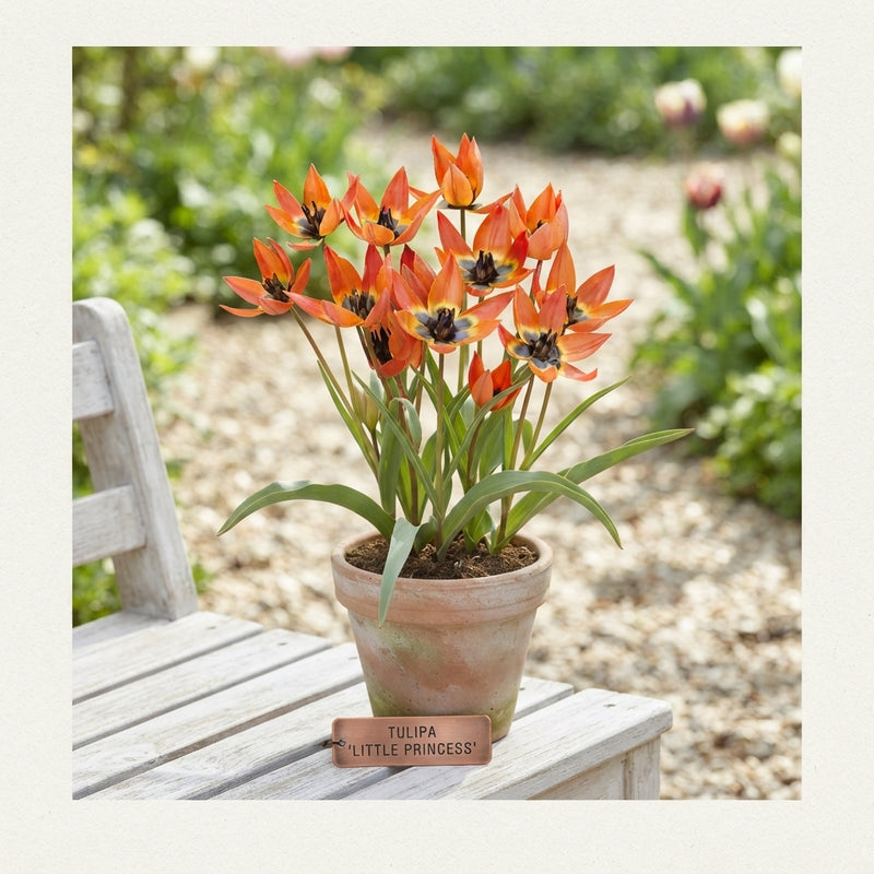 Tulipa Species ‘Little Princess’ Botanical Tulip Bulbs