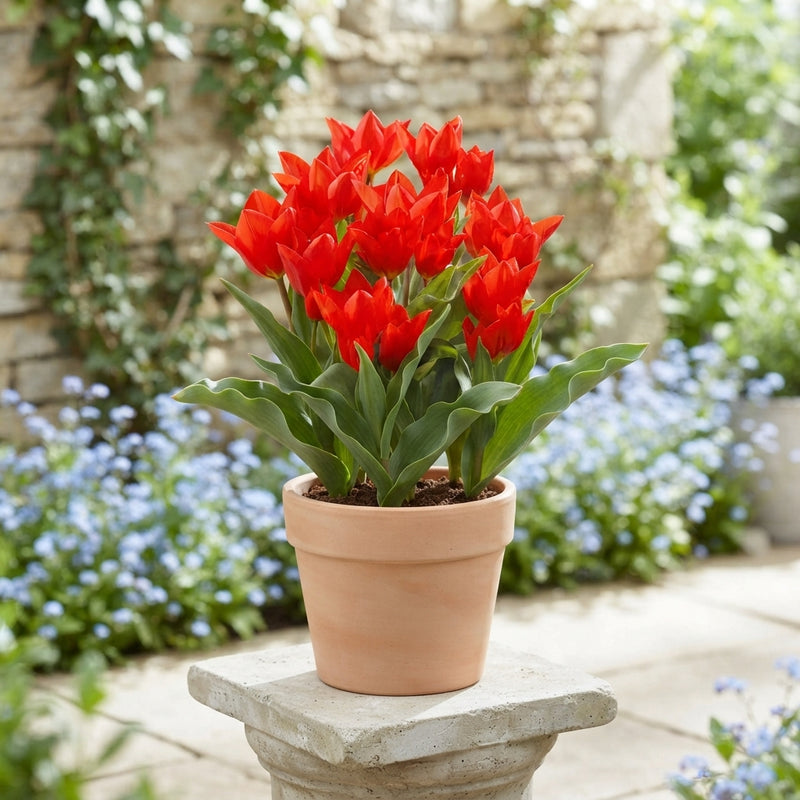 Tulipa species ‘Zwanenburg’ Flower Bulbs – Pack of 10