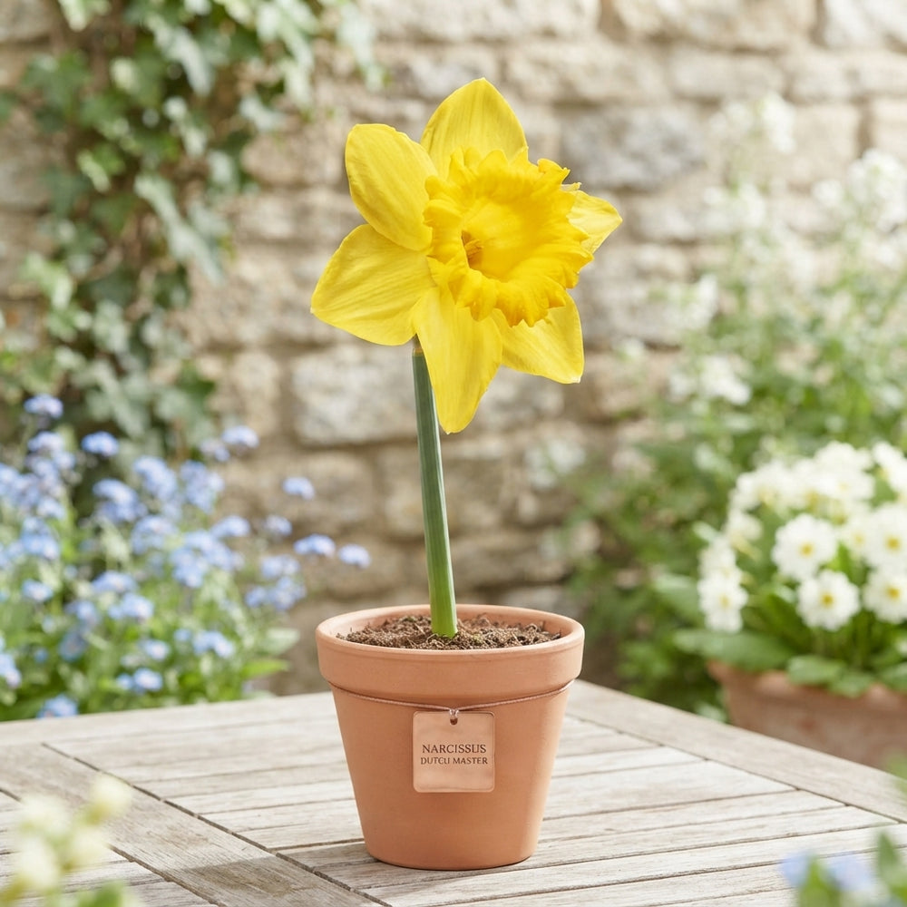 Narcissus ‘Dutch Master’ Daffodil Bulbs – 14/16