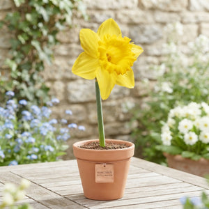 Narcissus ‘Dutch Master’ Daffodil Bulbs – 14/16