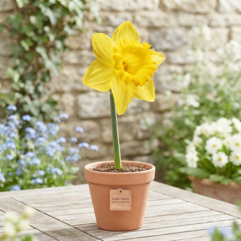 Narcissus ‘Dutch Master’ Daffodil Bulbs – 14/16