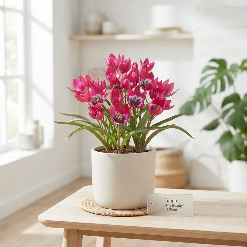Tulipa 'Little Beauty' Species Tulip Bulbs – Pack of 10