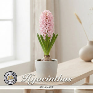 Anna Marie Hyacinth Bulbs (Hyacinthus orientalis)
